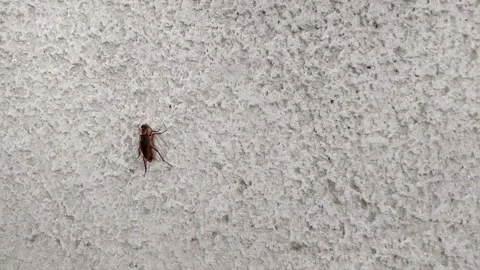 A nearly dead cockroach crawls on the wall Stock Footage 134289229