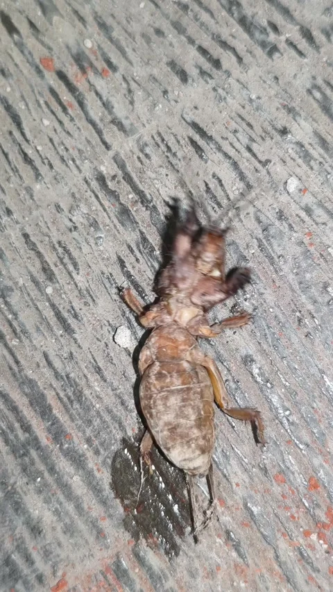 Nearly Dead Mole Cricket Lying on Rough Concrete Surface Stock Footage 348300293