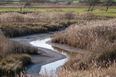 Nearly dry marsh stream Foto stock