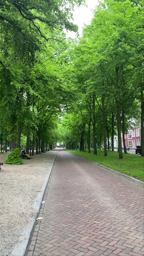 A nearly empty park with an interlocking brick path, lined with beautiful trees Stock Footage 281297989