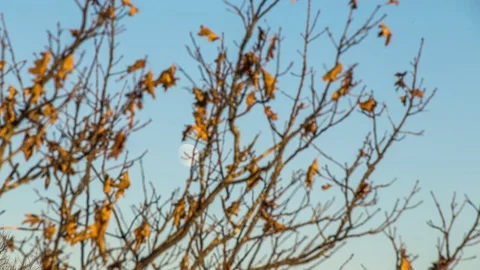 Nearly full moon behind branches Stock Footage 72949341