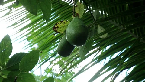 A nearly ripe avocado fruit. Stock Footage 201030632
