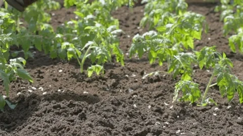 Neat bed of tomato seedlings 스톡 동영상 7752473