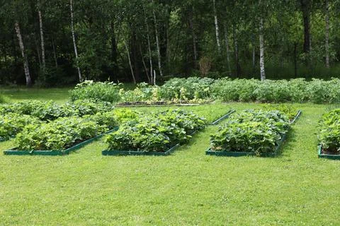 Neat beds on the garden plot. Beautiful beds with seedlings. 스톡 사진