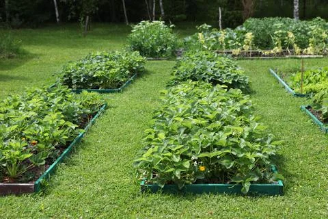 Neat beds on the garden plot. Beautiful beds with seedlings. Stock Photos