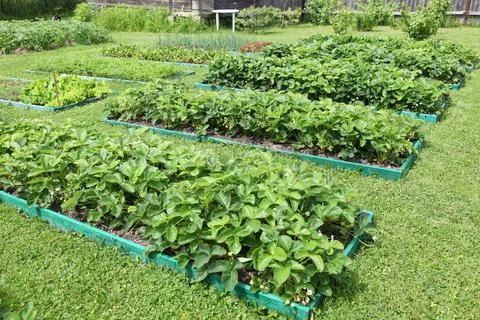 Neat beds on the garden plot. Beautiful beds with seedlings. Stock Photos