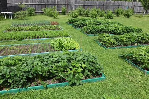 Neat beds on the garden plot. Beautiful beds with seedlings. 스톡 사진