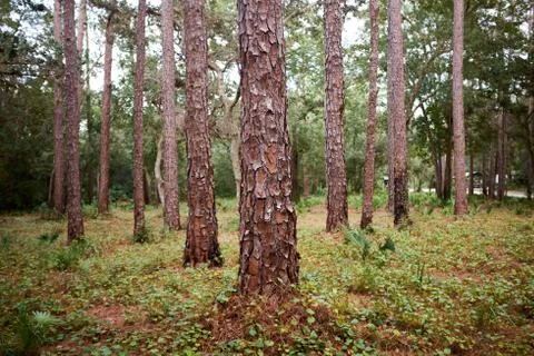 Neat clean pine forest with focus on the trunks Stock Photos