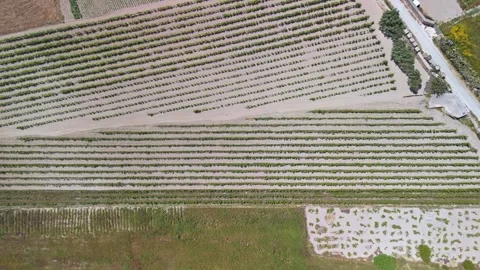 Neat crop rows span Ta' Qali farmland in an overhead drone perspective Stock Footage 336469073