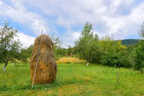 Neat dried haystack on a green hay grass meadow,garden Stock Photos