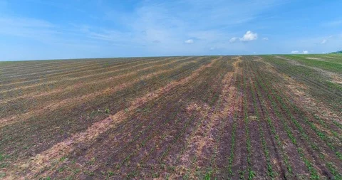 Neat Fields Of Young Corn. Aerial View Stock Footage 116196596