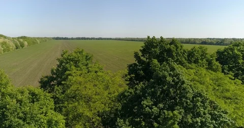 Neat Fields Of Young Corn. Aerial View Stock Footage 116198013