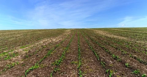 Neat Fields Of Young Corn. Aerial View Stock Footage 116198115