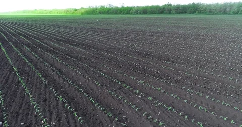 Neat Fields Of Young Corn. Aerial View Stock Footage 116198930