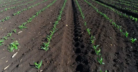 Neat Fields Of Young Corn. Aerial View Stock Footage 116200117