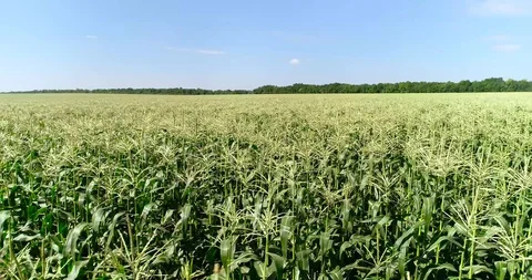 Neat Fields Of Young Corn. Aerial View Stock Footage 116200276