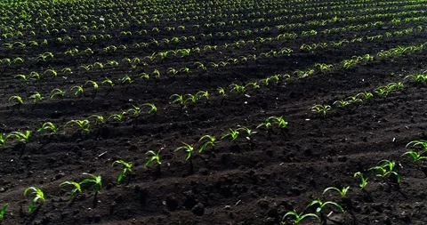 Neat Fields Of Young Corn. Aerial View Stock Footage 116200522