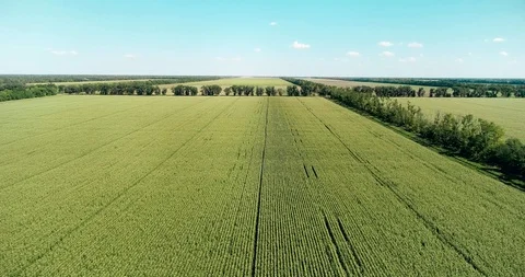 Neat Fields Of Young Corn. Aerial View Stock Footage 116200727
