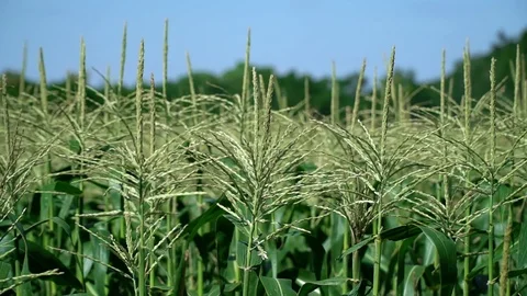 Neat Fields Of Young Corn. Aerial View Stock Footage 116200887