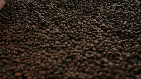 Neat human hands scooping up a handful of arabica roasted coffee beans to spread Stock Footage 136815712