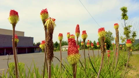 Neat Looking Flowers Stock Footage 154726462