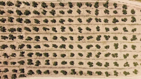 Neat Olive Tree Rows Form A Grid Pattern Stock Footage 346918350