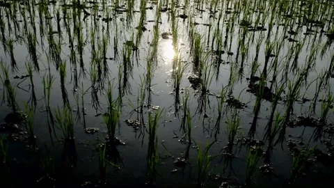 Neat paddy plants Stock-Footage 230211848