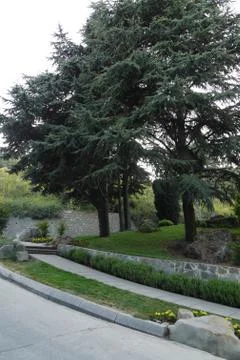 Neat paths to a memorable stone lying in the shade of green spruce Stock Photos