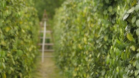 Neat Rows Of Black Pepper Bush Stock Footage 62761958