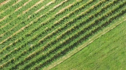 Neat rows of fruit trees, aerial video Video stock 78116946
