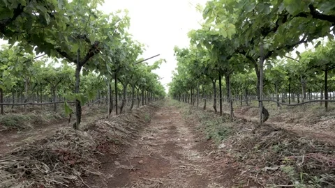 Neat rows of grapevines stretching towards the horizon. dirt pathway runs d.. Stock Footage 305837219