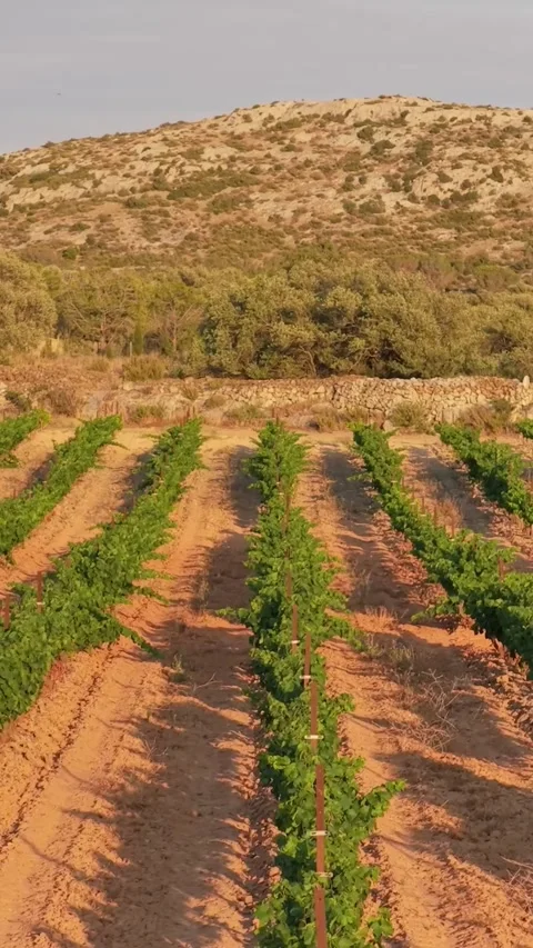 Neat rows of grapevines in a vineyard, with reddish soil and a rustic stone wall Stock Footage 346663363