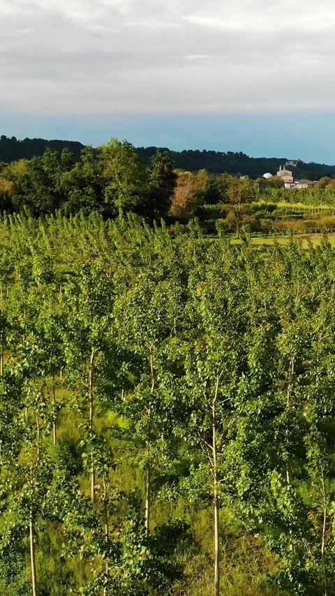 Neat rows of recently planted young trees on green field with path and cloudy Stock Footage 313345972