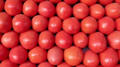 Neat rows of ripe red tomatoes displayed Stock Footage 338169239