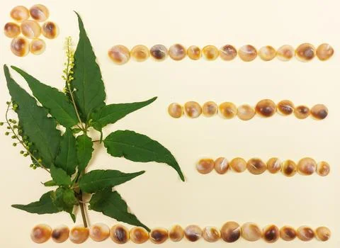 Neat Rows of Round Seashells with Green Leaves Layout. Stock Photos