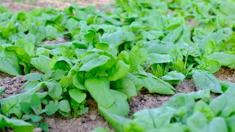Neat rows of young spinach growing in vegetable garden during early summer Stock Footage 345335273