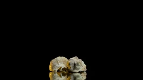 Neat shells lie on a turntable on a black background Stock Footage 87902017