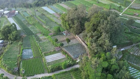 Neat vegetable garden and village on a misty mountainside Vídeos de archivo 247353953