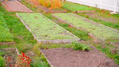 Neat, well-groomed rectangular garden beds on a suburban area, warm evening Stock Footage 236083282