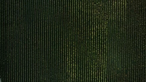 Neatly aligned grapevines under subdued hue. Precise planting with dense Stock Footage 343176824