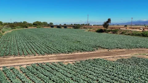 Neatly Aligned Green Vegetable Rows on Flat Farmland in Salinas Valley Stock Footage 317758139