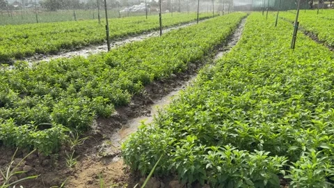 Neatly aligned rows of young Peppermint plants grow under irrigation creating a Stock Footage 327594256