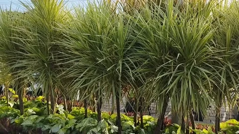Neatly arranged plants Stock Footage 217357014