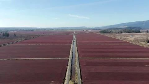 Neatly Divided Cranberry Fields Stretch Toward the Horizon With a Central Stock Footage 333517061