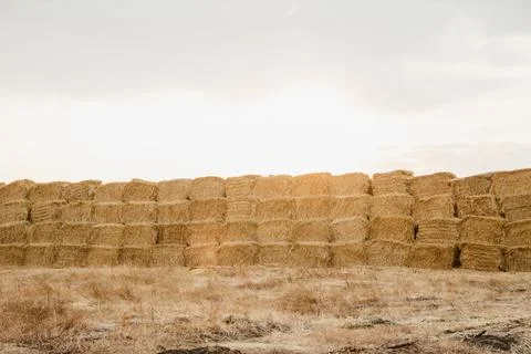 Neatly folded fresh yellow haystack Stock Photos