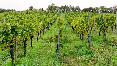 Neatly planted rows of grapevines in vineyard during early autumn. Stock Footage 320318914