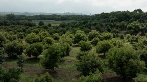 Neatly Spaced Avocado Trees Forming Grid Pattern Across Farmland, Aerial Stock Footage 334649976