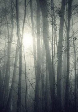 Nebel Stock Photos