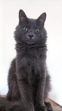Nebelung cat Stock Photos