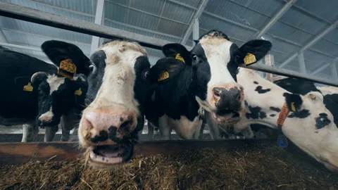 Nebs of cows in a close up during feeding process Stock Footage 102430546